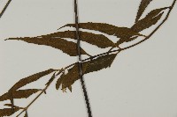 革葉鐵角蕨藏品圖，第3張