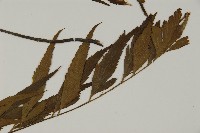 革葉鐵角蕨藏品圖，第4張