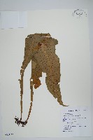 斷線蕨藏品圖，第1張