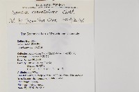 大蓬萊鐵角蕨藏品圖，第2張