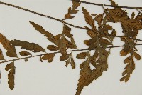 大蓬萊鐵角蕨藏品圖，第3張