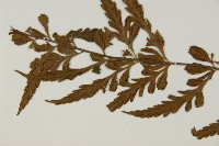 大蓬萊鐵角蕨藏品圖，第5張