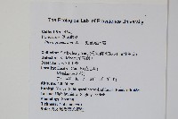 翅柄鳳尾蕨藏品圖，第2張