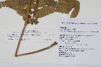 梳毛蕨藏品圖，第2張