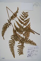 團羽鱗蓋蕨藏品圖，第1張