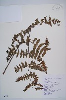 黑葉貞蕨藏品圖，第1張