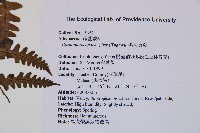 黑葉貞蕨藏品圖，第2張