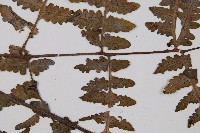 黑葉貞蕨藏品圖，第3張