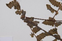 黑葉貞蕨藏品圖，第4張