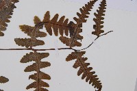 黑葉貞蕨藏品圖，第5張