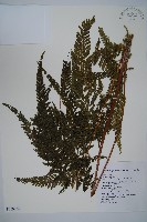 亞粗毛鱗蓋蕨藏品圖，第1張