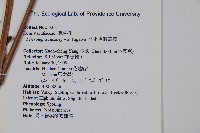 亞粗毛鱗蓋蕨藏品圖，第2張