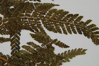 亞粗毛鱗蓋蕨藏品圖，第3張