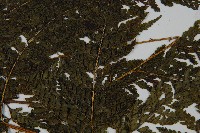 亞粗毛鱗蓋蕨藏品圖，第4張