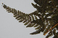 亞粗毛鱗蓋蕨藏品圖，第5張