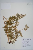 大膜蓋蕨藏品圖，第1張