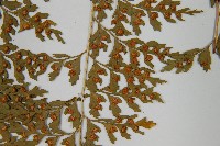 大膜蓋蕨藏品圖，第7張