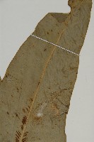 南洋山蘇花藏品圖，第3張