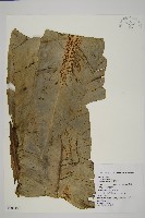 臺灣山蘇花藏品圖，第1張