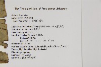 臺灣山蘇花藏品圖，第2張