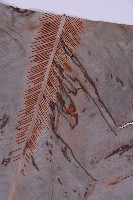 臺灣山蘇花藏品圖，第3張