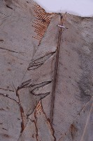 臺灣山蘇花藏品圖，第4張