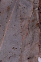 臺灣山蘇花藏品圖，第5張