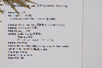 司氏碗蕨藏品圖，第2張