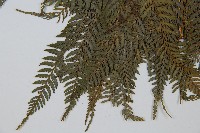司氏碗蕨藏品圖，第4張