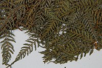 司氏碗蕨藏品圖，第5張
