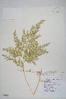 密葉卷柏藏品圖，第1張