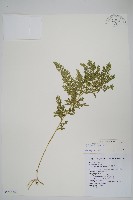 密葉卷柏藏品圖，第1張