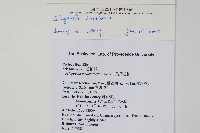 密葉卷柏藏品圖，第2張