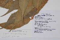 披針貫眾蕨藏品圖，第2張