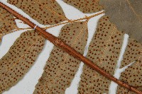 披針貫眾蕨藏品圖，第4張