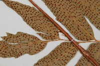 披針貫眾蕨藏品圖，第5張