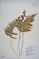 鞭葉耳蕨藏品圖，第1張