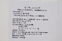 鞭葉耳蕨藏品圖，第2張