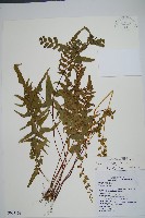 異葉鱗始蕨藏品圖，第1張