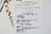 異葉鱗始蕨藏品圖，第2張