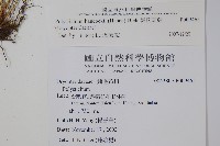 韓氏耳蕨藏品圖，第2張