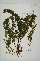 生芽鐵角蕨藏品圖，第1張