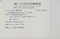 生芽鐵角蕨藏品圖，第5張