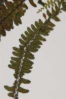 生芽鐵角蕨藏品圖，第6張