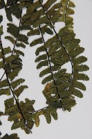 生芽鐵角蕨藏品圖，第8張