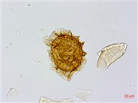 生芽鐵角蕨藏品圖，第3張