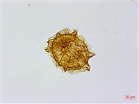 生芽鐵角蕨藏品圖，第4張