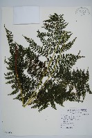 稀子蕨藏品圖，第1張