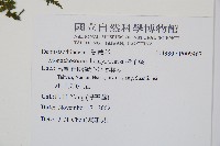 稀子蕨藏品圖，第2張