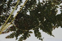 稀子蕨藏品圖，第3張